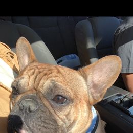 Luna,Lu,Luna Lu,Luna Bell,Mama - French Bulldog