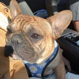 Luna,Lu,Luna Lu,Luna Bell,Mama - French Bulldog