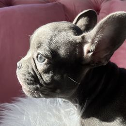 Caemil - Blue French Bulldog puppy in Missouri from Land of French Bulldogs