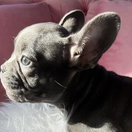 Caemil - Blue French Bulldog puppy in Missouri from Land of French Bulldogs
