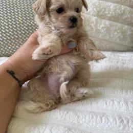 Glory ( tiny toy) - Apricot female Maltipoo puppy in Fredericktown, Missouri from Doodle Pups Fur-Ever