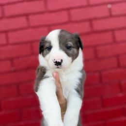 Bonnie - Blue merle female Border Collie puppy in Owenton, Kentucky from Three16 Ranch
