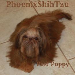 Shih Tzu Puppies from Phoenix Shih Tzu