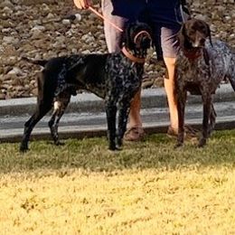 German Shorthaired Pointers from Eric's German Shorthaired Pointers