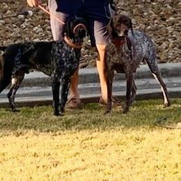 German Shorthaired Pointers from Eric's German Shorthaired Pointers