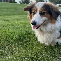 Bob - Black and white male American Corgi puppy in Cocoa, Florida from Cascadian Space Coast Corgis LLC