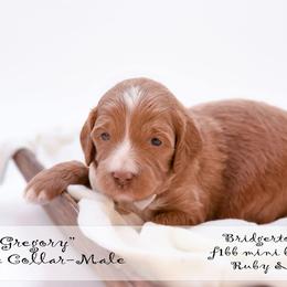 Gregory - white collar - Red male Bernedoodle puppy in Lexington, North Carolina from Deborah’s Doodles
