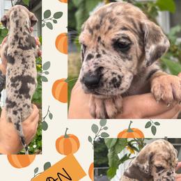 Cotton - Merle female Great Dane puppy in Wellsville, New York from Prophecy Danes