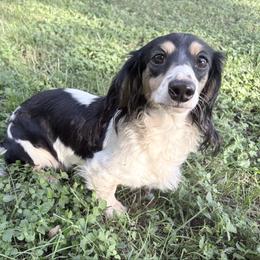 Farrah - Dachshund