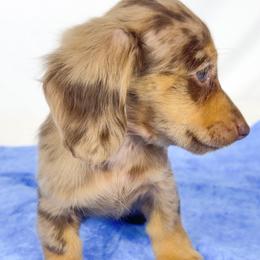 Hot fudge - Dapple female Dachshund puppy in Sacramento, California from MiniDoxPups