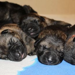 German Shepherd Puppies from Zobelhund German Shepherds