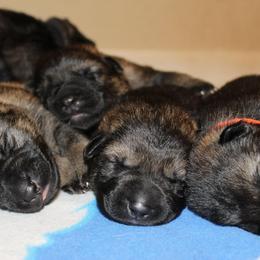 German Shepherd Puppies from Zobelhund German Shepherds