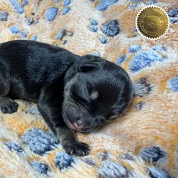 Tucker - Black and silver male Miniature Schnauzer puppy in Frankford, Delaware from Miniature Schnauzers of Delmarva