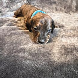 Blue boy - Brindle male Dachshund puppy in Campbell, Texas from Blooming Grace Homestead
