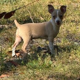 Light - Red white and sable male Rat Terrier puppy in Rio Vista, California from CaliRats Rat Terriers