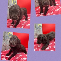 Cockapoo, Goldendoodle, and Maltipoo Puppies from Loris Pampered Pooches💕