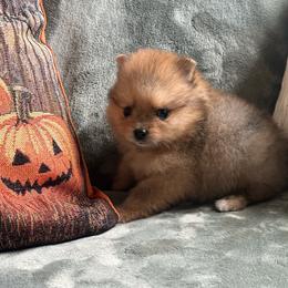 Tinker Belle - Orange female Pomeranian puppy in Enumclaw, Washington from SantaAnna Pomeranians