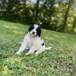 Dark Purple- Girl - Black and white female Sheepadoodle puppy in Emlenton, Pennsylvania from Doodles in PA