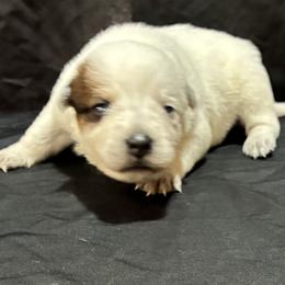 65-04 - Red speckled female Australian Cattle Dog puppy in Sheridan, Oregon from 6pk Cattledogs