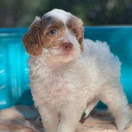 Shelly - Parti female Double Doodle puppy in Los Angeles, California from Deane’s Double Doodles