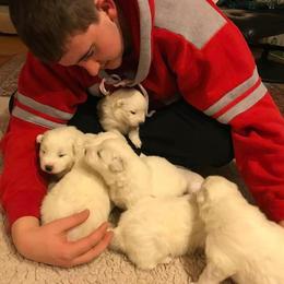 Samoyed Puppies from Velvet Sky Samoyeds (Puppies Due 3/26/22) Accepting applications now