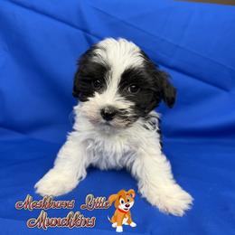 ESQUIRE - Black and white male Havanese puppy in Pisgah, Alabama from Mashburns Little Munchkins