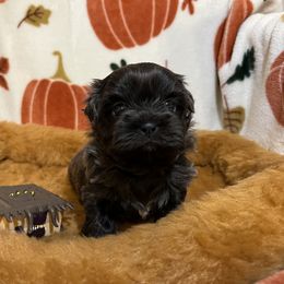 Shih Tzu Puppies from Lavender Lane Tzus
