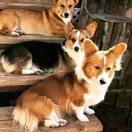 Pembroke Welsh Corgis from Black Velvet Kennel