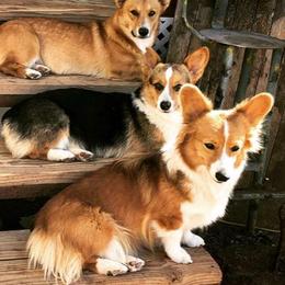 Pembroke Welsh Corgis from Black Velvet Kennel
