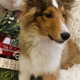 Shetland Sheepdogs from Clinch River Shelties