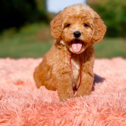 Robin - Red  female Goldendoodle puppy in Statesville, North Carolina from Doodle Babies