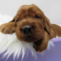 Boy 1 - Mahogany male Irish Setter puppy in Carriere, Mississippi from Lakeside Irish Setters