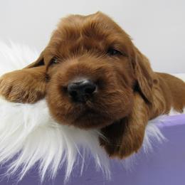 Boy 1 - Mahogany male Irish Setter puppy in Carriere, Mississippi from Lakeside Irish Setters