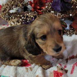 Dachshund Puppies from CLARK'S BREEDING PROGRAM