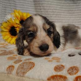 Newt - Piebald male Dachshund puppy in Hudson, Michigan from Mittentail Kennel Miniature Dachshunds & Australian Shepherds