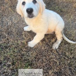 RE- a drop of golden sun (yellow) - Light golden female Golden Retriever puppy in Argyle, Texas from Skarlotte Goldens, LLC