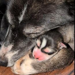 Enzo - Agouti and white male Siberian Husky puppy in Richland, Mississippi from Feazell’s Siberian Huskies