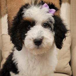 Bernedoodle and Goldendoodle Puppies from Elite Goldendoodles and Bernedoodles