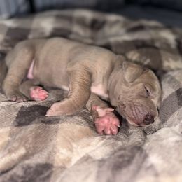 Biscuit - Silver male Great Dane puppy in Temple, Texas from Splashed To Perfection Farms