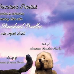 Poodles from Seaview Standard Poodles