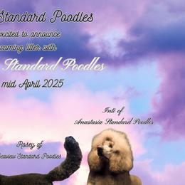 Poodles from Seaview Standard Poodles