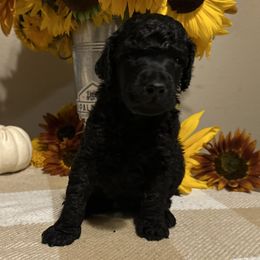 Kensworthy - Black male Poodle puppy in Ephrata, Washington from NCR Ranch