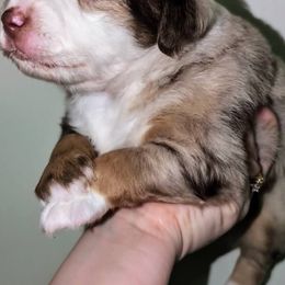 Miniature Australian Shepherd and Toy Australian Shepherd Puppies from GAMALA Farm & Kennels