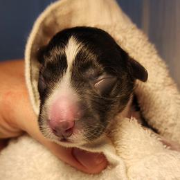 Brindle Point Boy - Black and white male Cardigan Welsh Corgi puppy in Winston, Oregon from There and Back Again Corgis