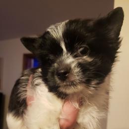 Stella - Parti female Yorkshire Terrier puppy in Mattoon, Illinois from Strohlz Yorkies