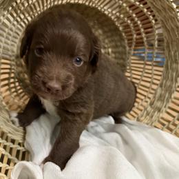 Green - Chocolate male Golden Aussiedoodle puppy in Chino Valley, Arizona from AZ Stickerdoodles