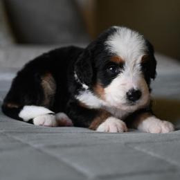 Zafira - Tri-color female Bernedoodle puppy in Grove, Oklahoma from Grand Lake Poodles & Doodles