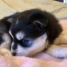 Pomsky and Siberian Husky Puppies from Cold Mountain Kennel