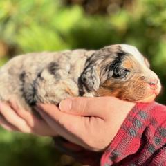 Boy 1 - male Australian Mountain Doodle puppy in Oregon from Blue Skye Doodles