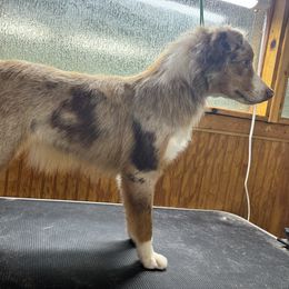 Prancer - Miniature Australian Shepherd